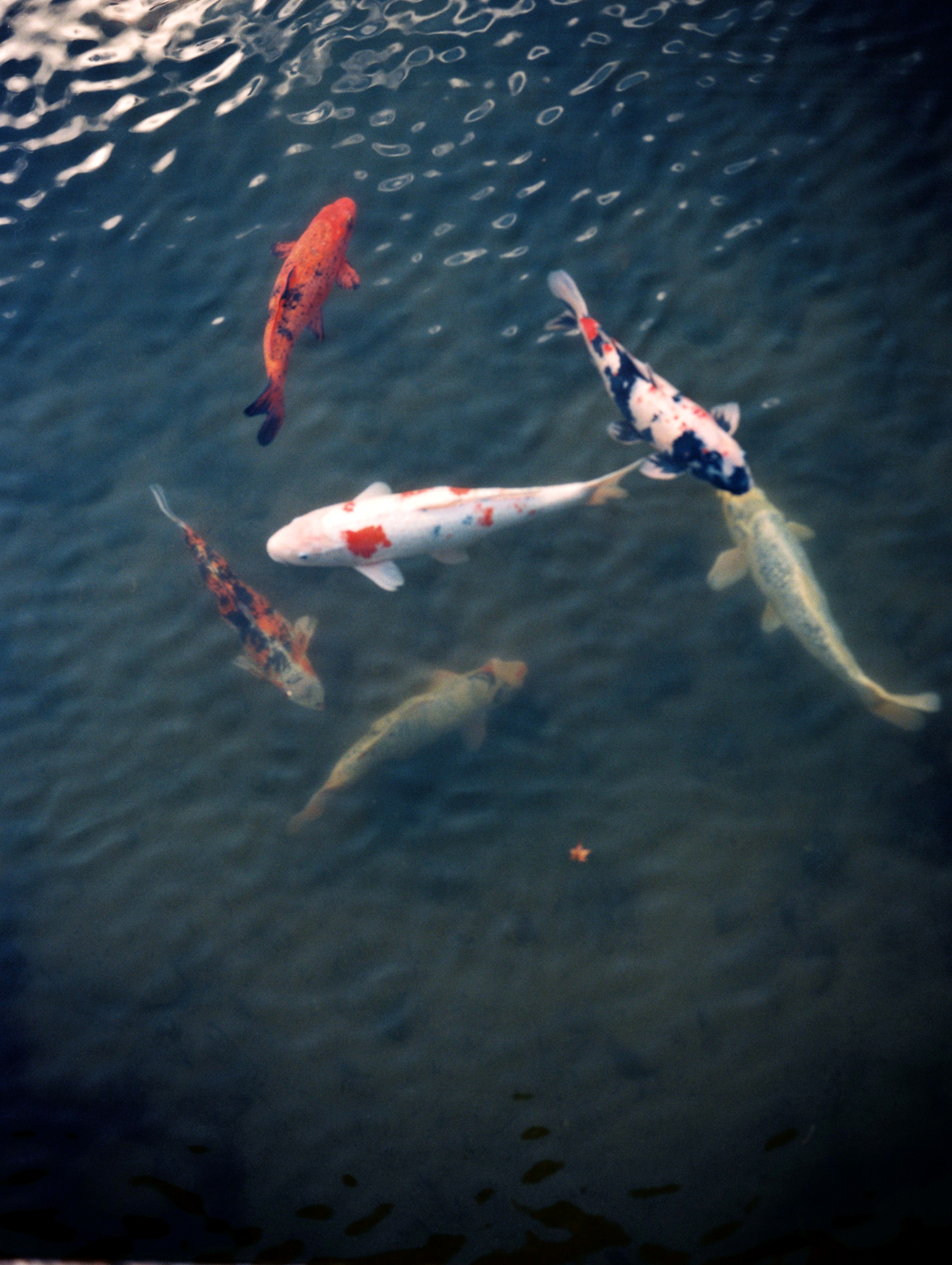 Koi Pond