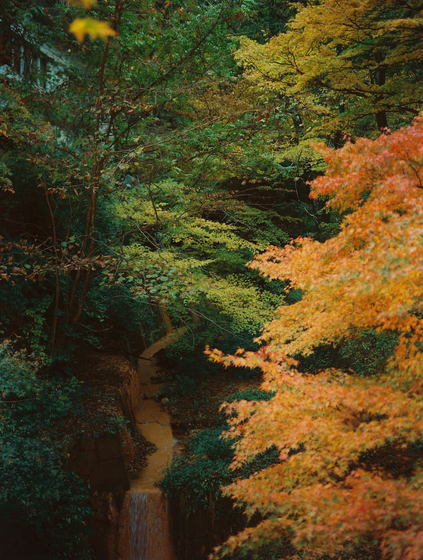 Autumn Walk 2