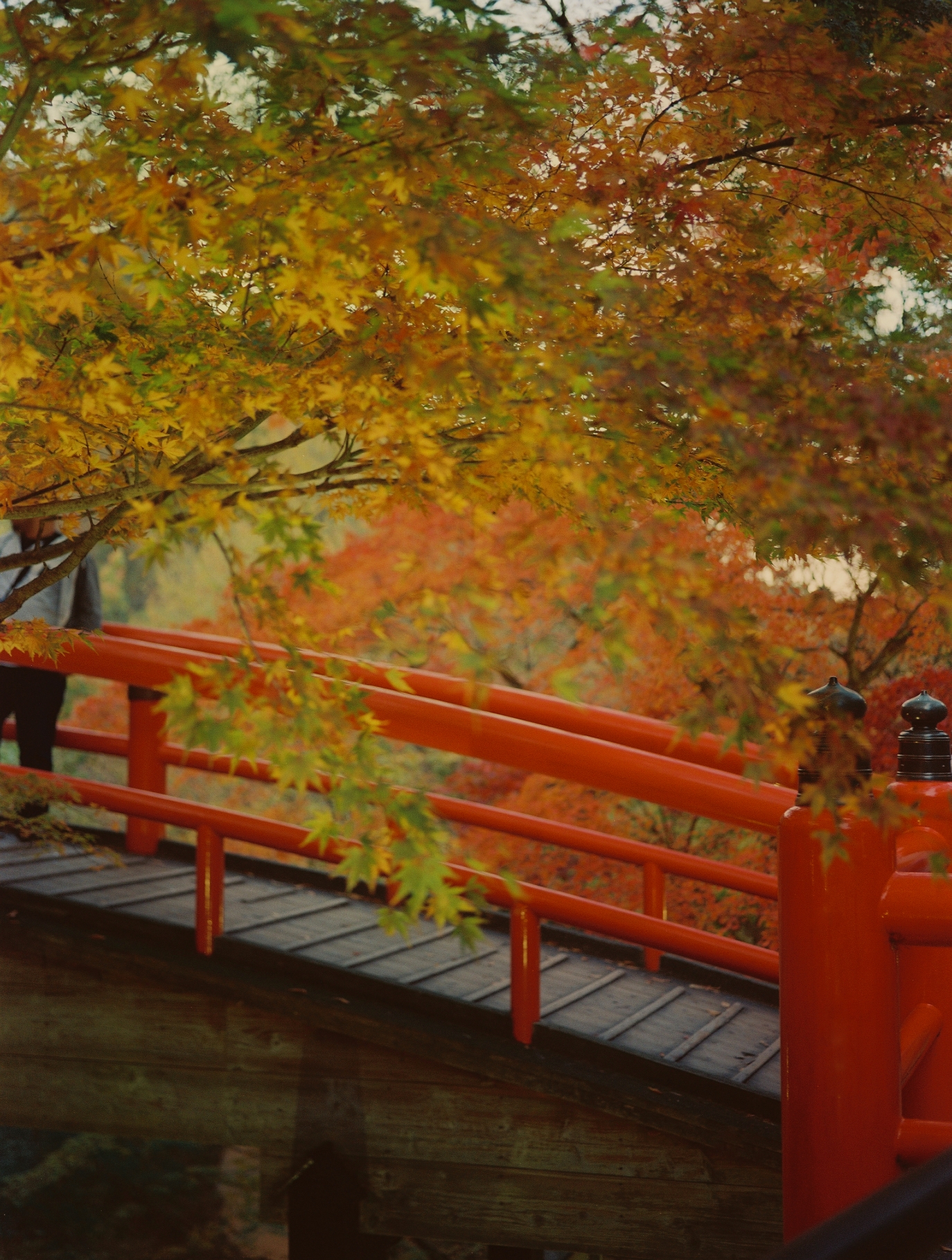 Autumn Walk 1