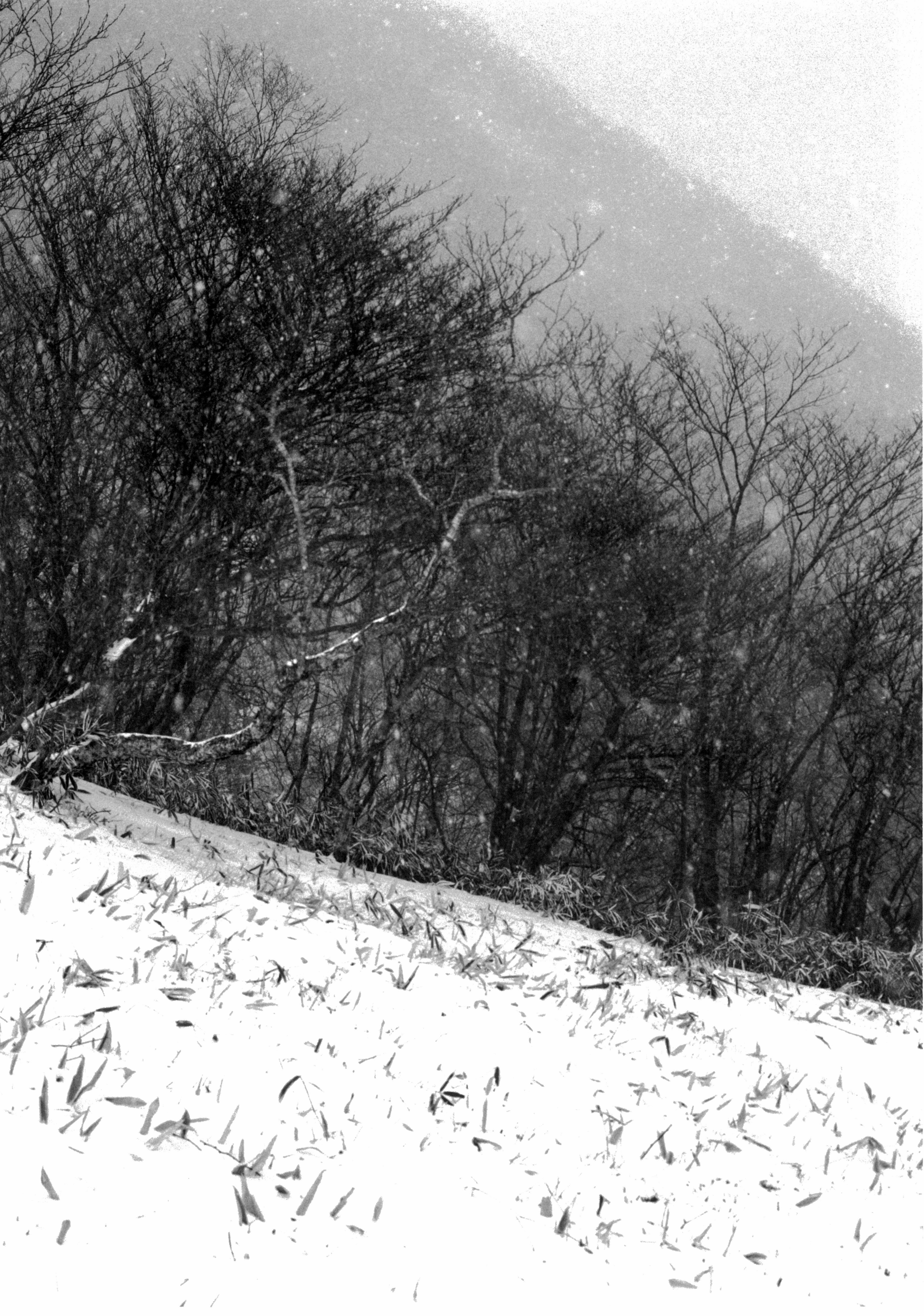 Unexpected Snow